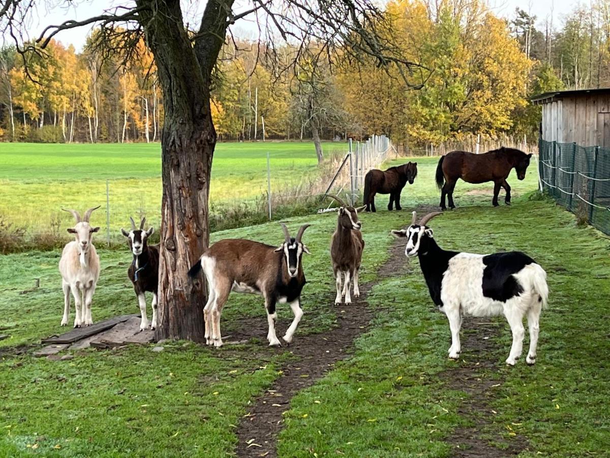 Ferienhof Olbasee Kleinsaubernitz المظهر الخارجي الصورة